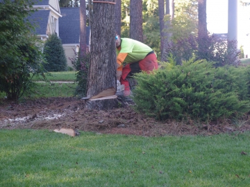 backcut-removing-a-tree-in-raleigh