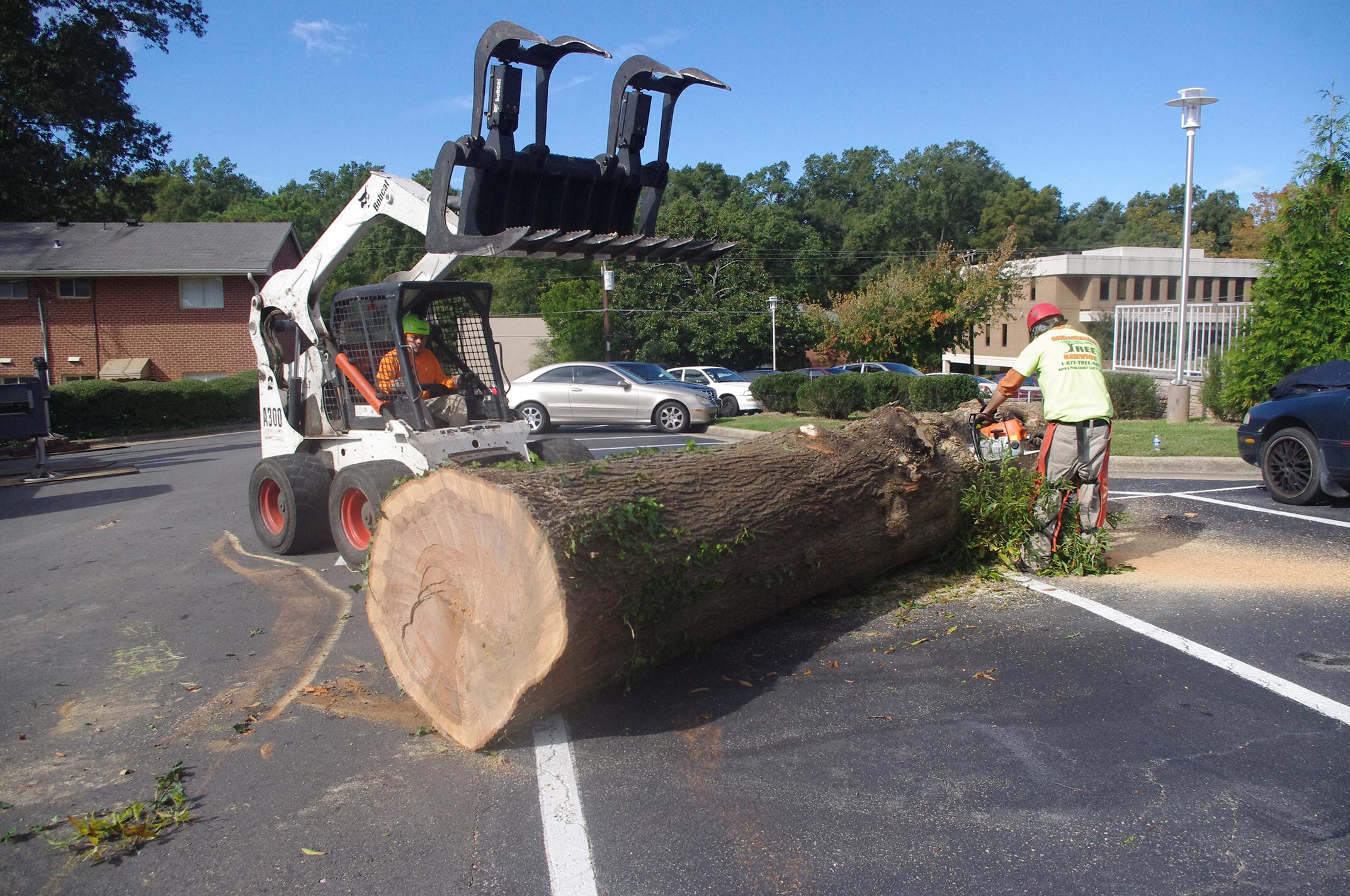 #tree-removal-raleigh6