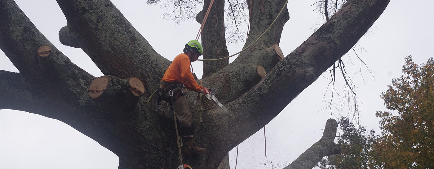 Crane Assisted Tree Removal Arbormax Tree Service