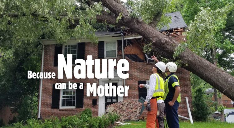 Raleigh Emergency Tree Removal